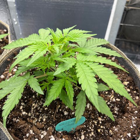 Wedding Glue Auto growlog timeline photo