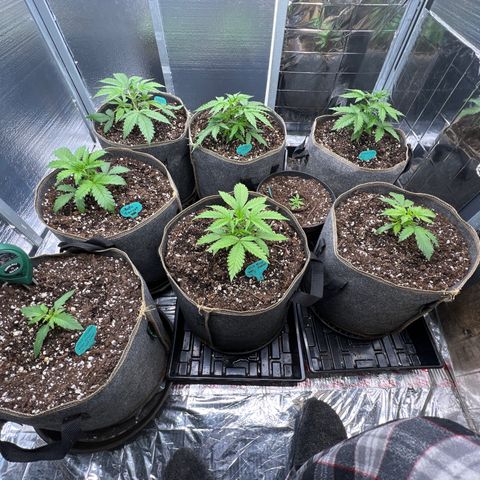 The volunteer (Maui Waui) growlog timeline photo