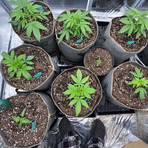 The volunteer (Maui Waui) growlog timeline photo