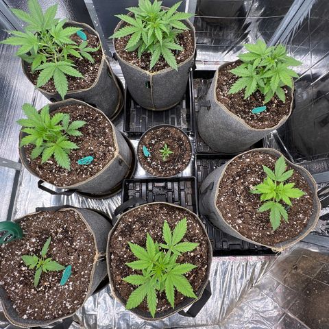 The volunteer (Maui Waui) growlog photo: Spread things to optimize light.