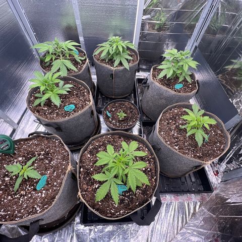 The volunteer (Maui Waui) growlog photo: Looking good