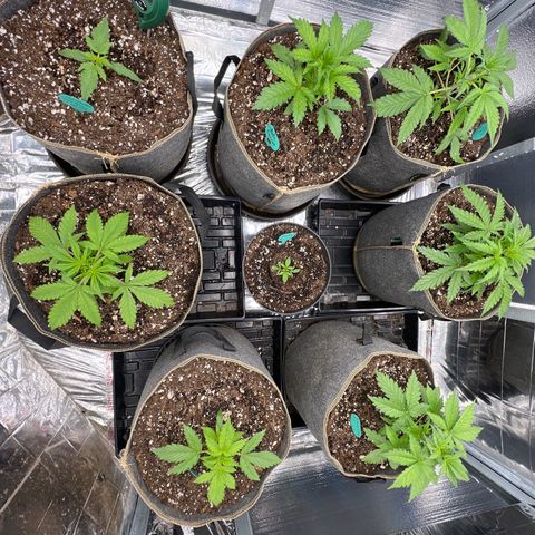The volunteer (Maui Waui) growlog photo: Looking good