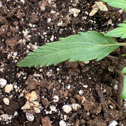 The volunteer (Maui Waui) growlog photo: Nutrition, light, or heat burn. 