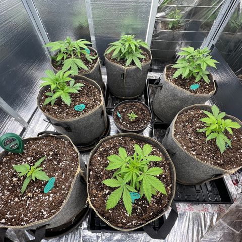 The volunteer (Maui Waui) growlog timeline photo
