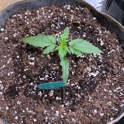 The volunteer (Maui Waui) growlog timeline photo
