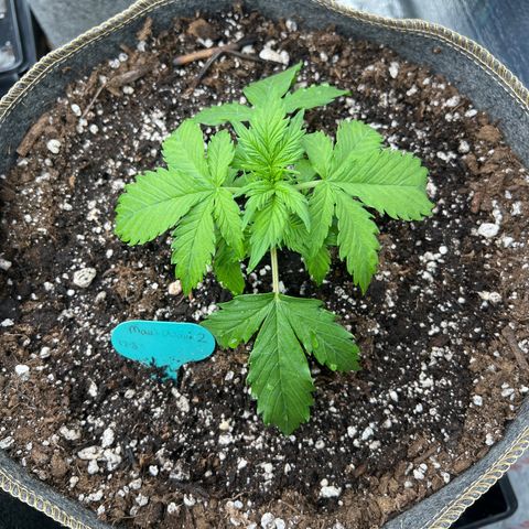 Maui waui 2 growlog timeline photo