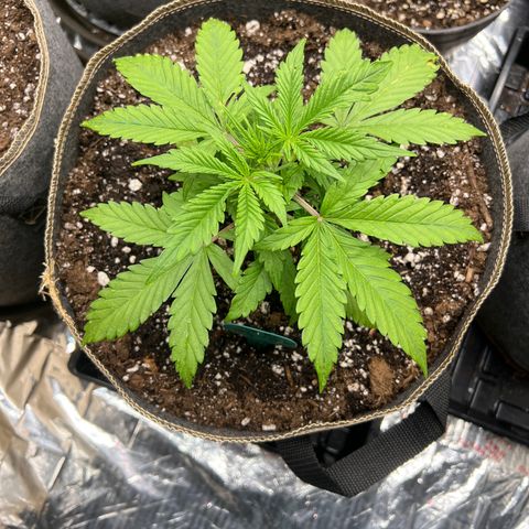Original Auto Jack Herer growlog timeline photo
