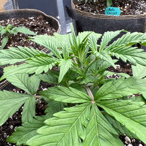 Original Auto Jack Herer growlog timeline photo
