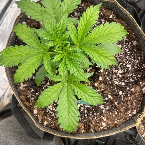 Arctic Sunset growlog timeline photo