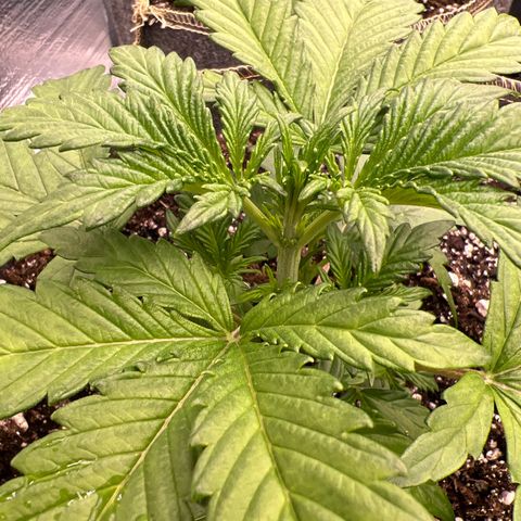 Arctic Sunset growlog timeline photo