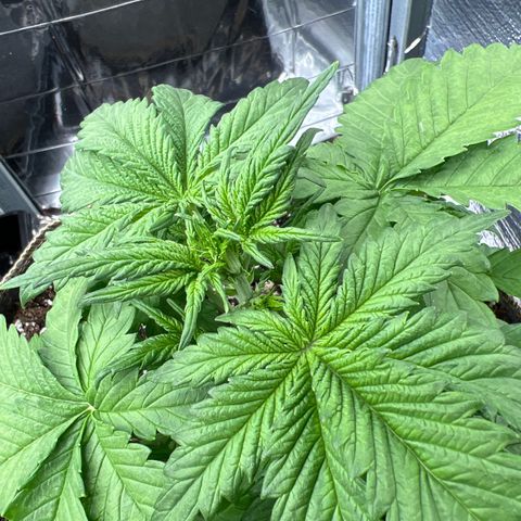 Mimosa Cake Auto growlog timeline photo