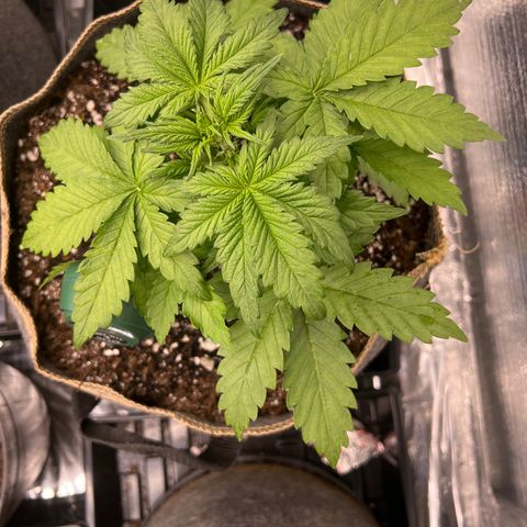 Mimosa Cake Auto growlog timeline photo