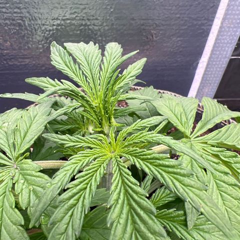 Wedding Glue Auto growlog timeline photo