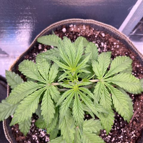 Wedding Glue Auto growlog timeline photo