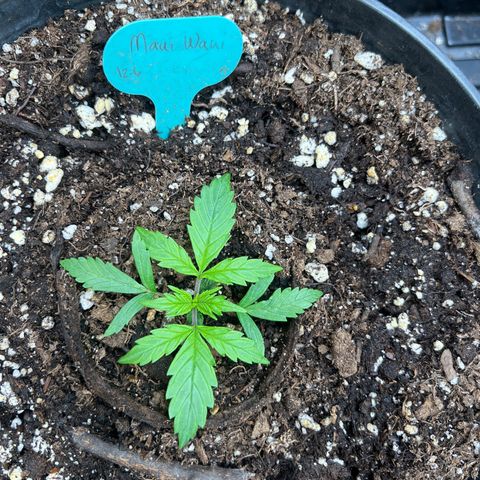 Hawaii Maui Waui Automatic growlog timeline photo