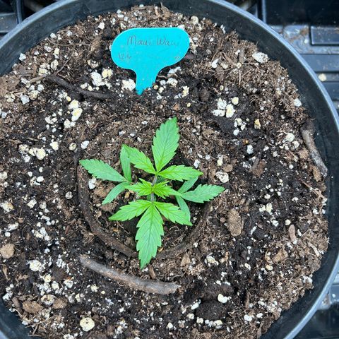 Hawaii Maui Waui Automatic growlog timeline photo