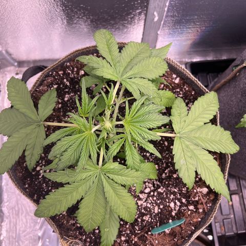 Blueberry Kush Automatic growlog timeline photo