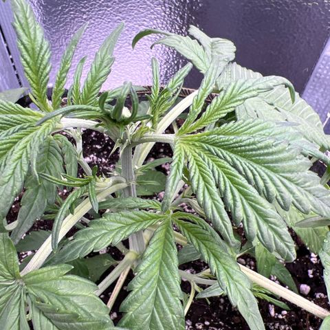 Blueberry Kush Automatic growlog timeline photo