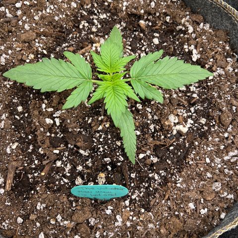 The volunteer (Maui Waui) growlog timeline photo