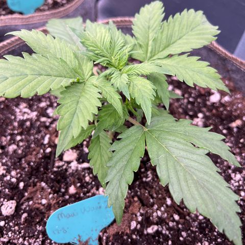 Maui waui 2 growlog timeline photo