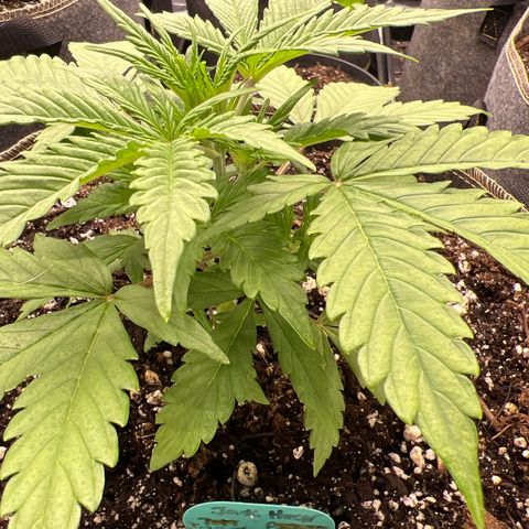 Original Auto Jack Herer growlog timeline photo