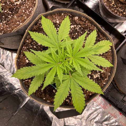 Original Auto Jack Herer growlog timeline photo