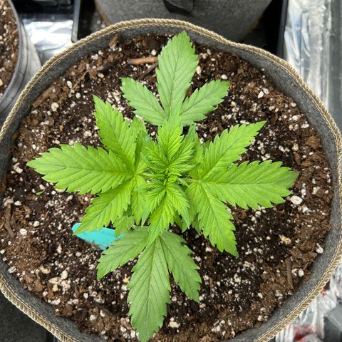 Maui waui 2 growlog timeline photo