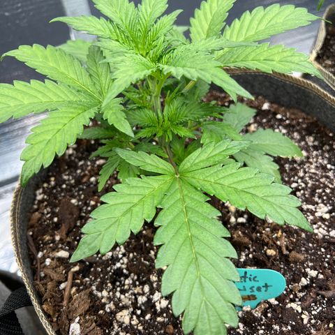 Arctic Sunset growlog timeline photo