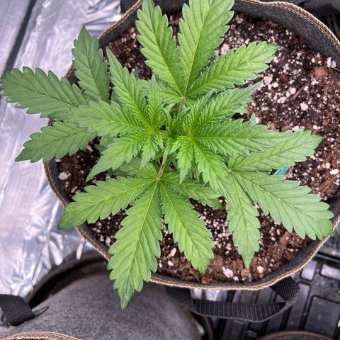 Arctic Sunset growlog timeline photo