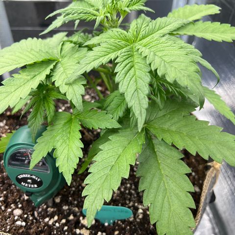 Mimosa Cake Auto growlog timeline photo