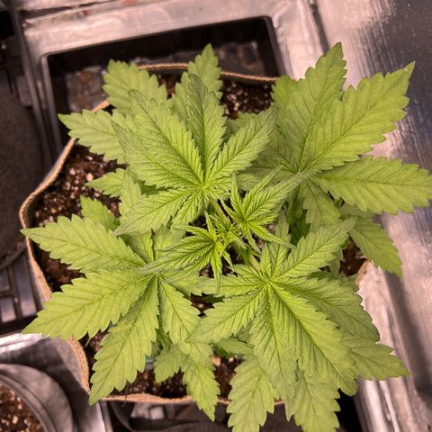 Mimosa Cake Auto growlog timeline photo