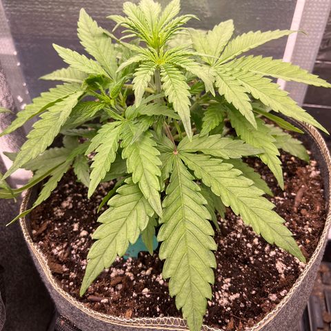 Wedding Glue Auto growlog timeline photo