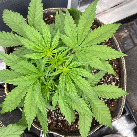 Wedding Glue Auto growlog timeline photo