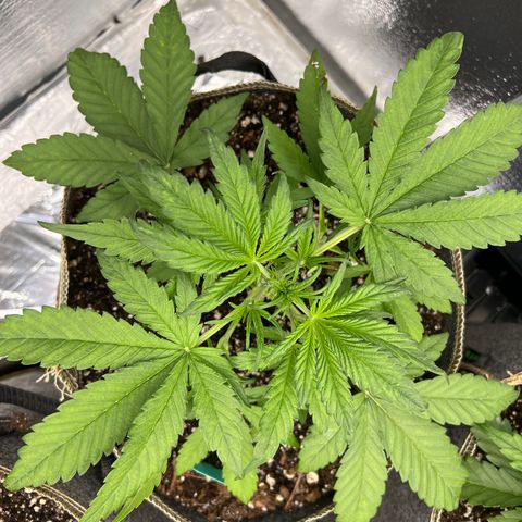 Blueberry Kush Automatic growlog timeline photo