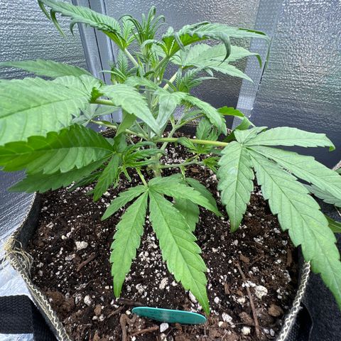 Blueberry Kush Automatic growlog timeline photo