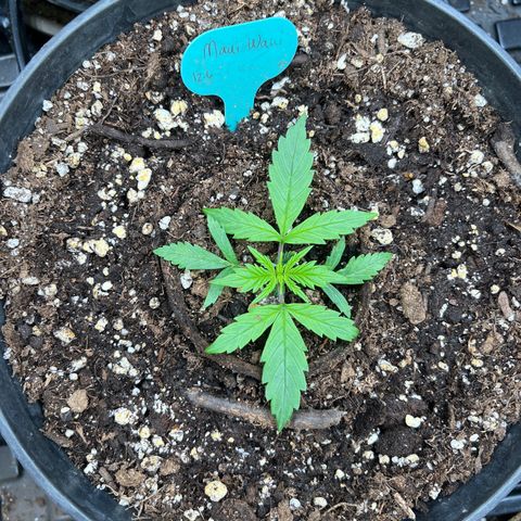 Hawaii Maui Waui Automatic growlog timeline photo