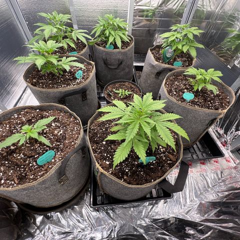 The volunteer (Maui Waui) growlog timeline photo
