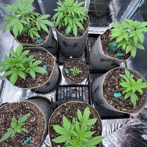 The volunteer (Maui Waui) growlog timeline photo