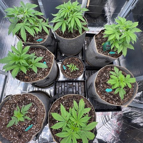 The volunteer (Maui Waui) growlog timeline photo