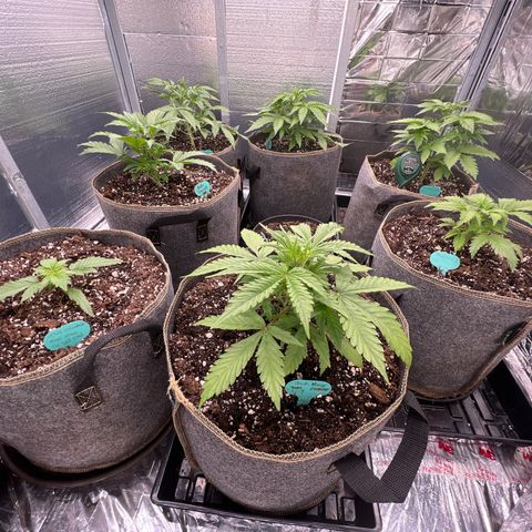 The volunteer (Maui Waui) growlog timeline photo