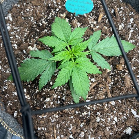 The volunteer (Maui Waui) growlog photo: Needs to grow a bit to catch up!