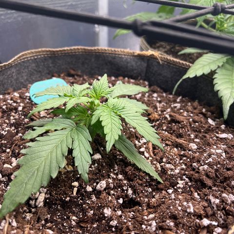 The volunteer (Maui Waui) growlog photo: Needs to grow a bit to catch up!