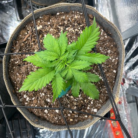 Maui waui 2 growlog timeline photo