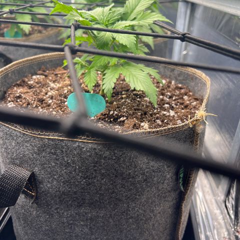 Maui waui 2 growlog timeline photo