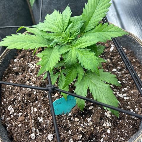 Maui waui 2 growlog timeline photo