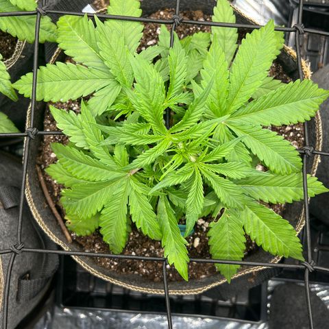 Original Auto Jack Herer growlog timeline photo