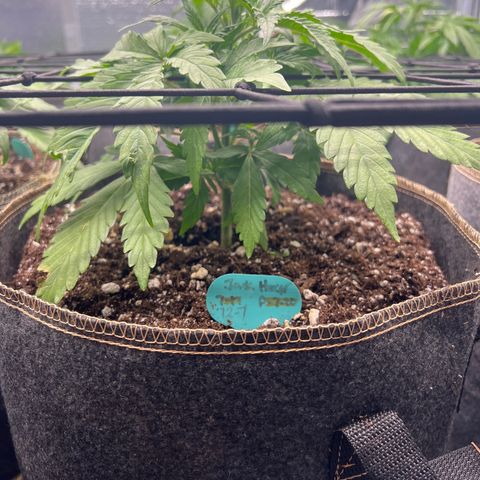 Original Auto Jack Herer growlog timeline photo