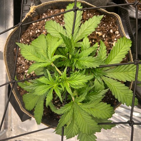 Arctic Sunset growlog timeline photo