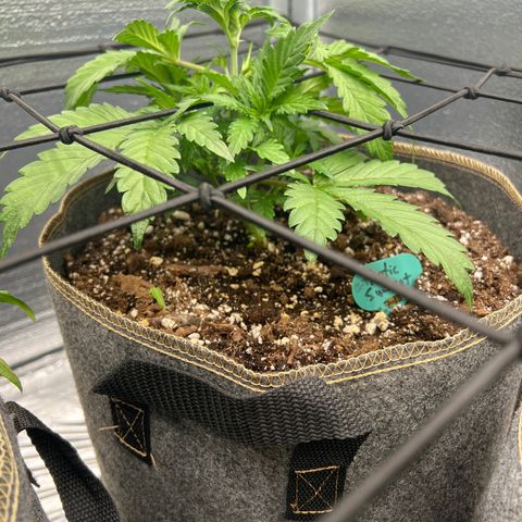 Arctic Sunset growlog timeline photo