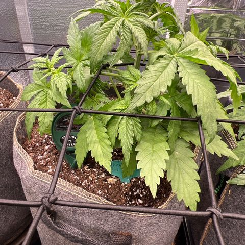 Mimosa Cake Auto growlog timeline photo